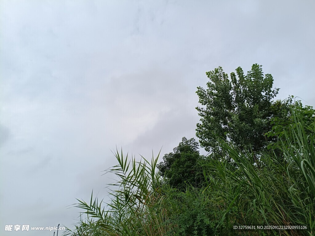 陰天中的綠植與天空