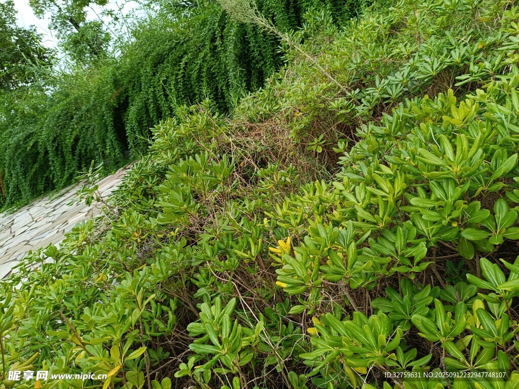 綠意盎然的戶外植物景觀