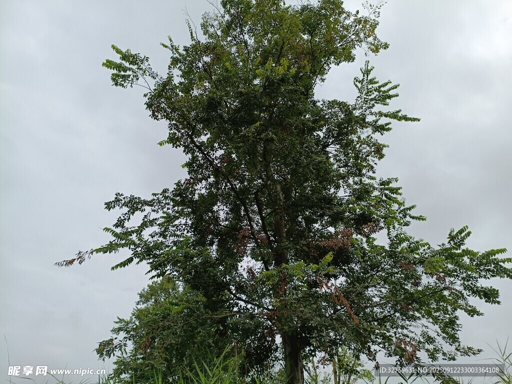 挺拔綠樹 