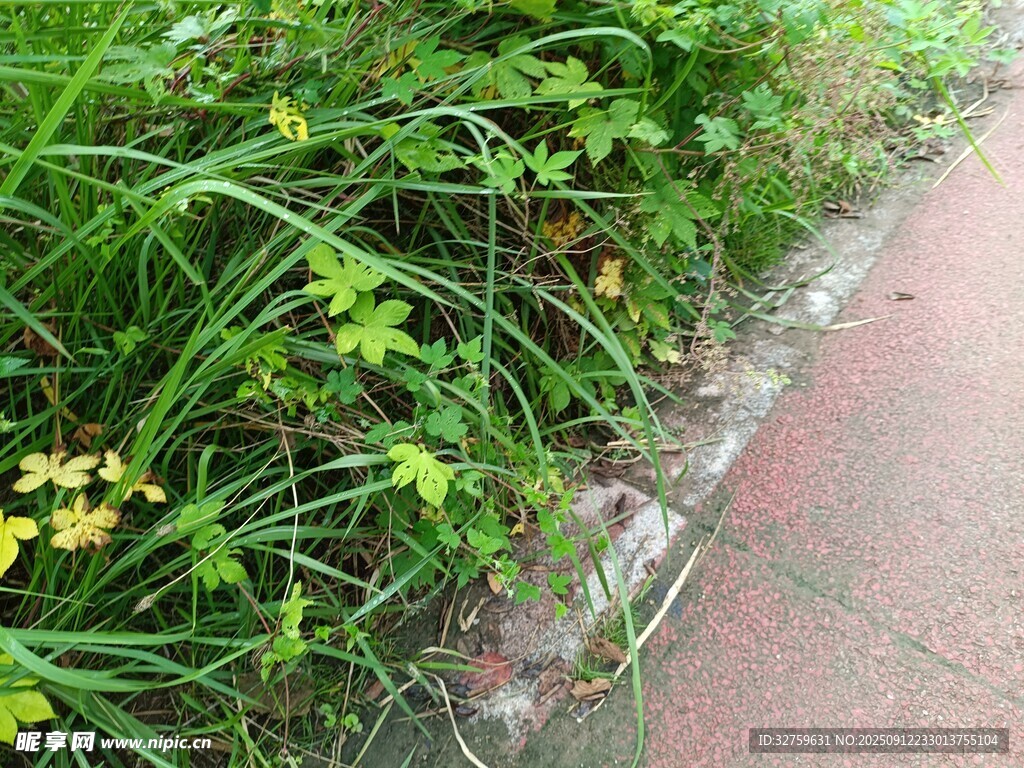 路邊草叢中的黃色小花