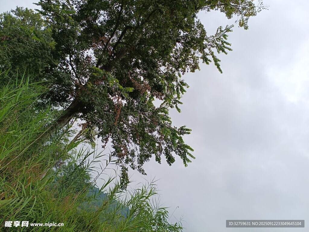 雨中草地旁的蔥郁樹木