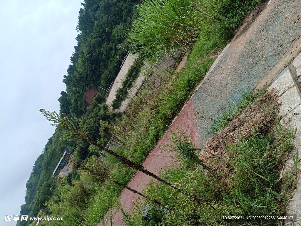 鄉(xiāng)村小徑旁的綠植風(fēng)景