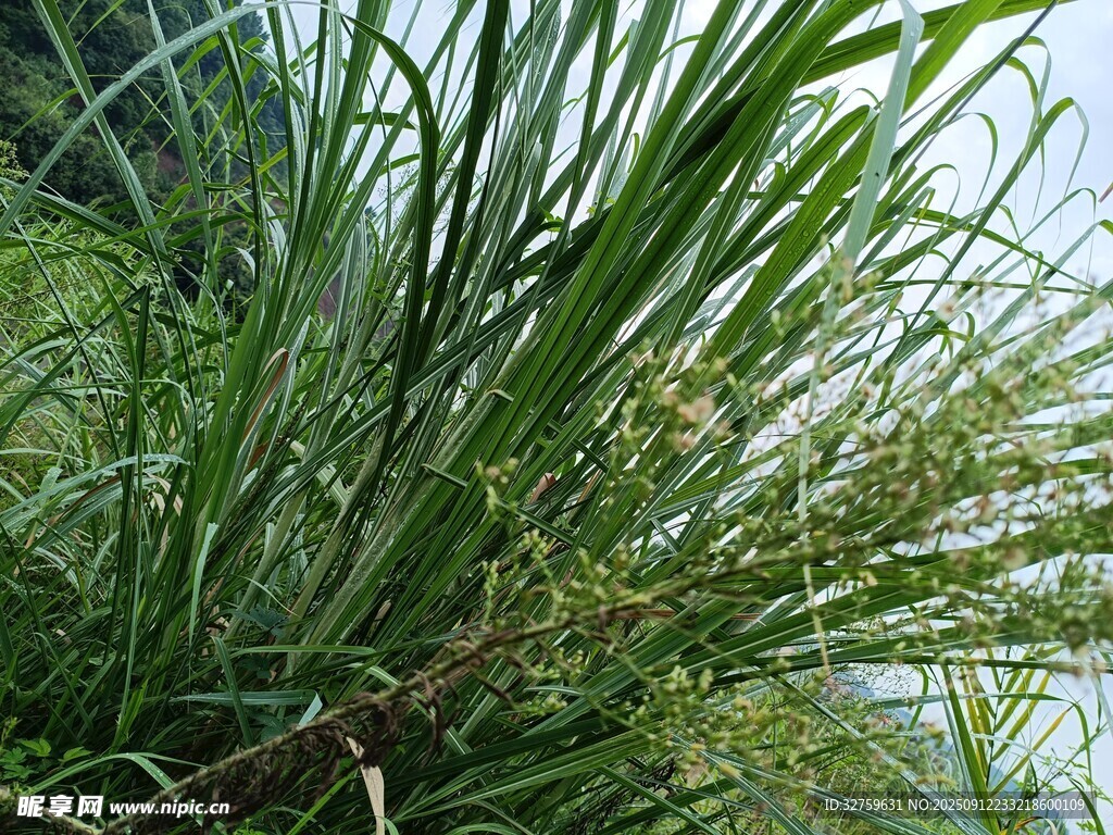 水邊茂盛的綠色草本植物