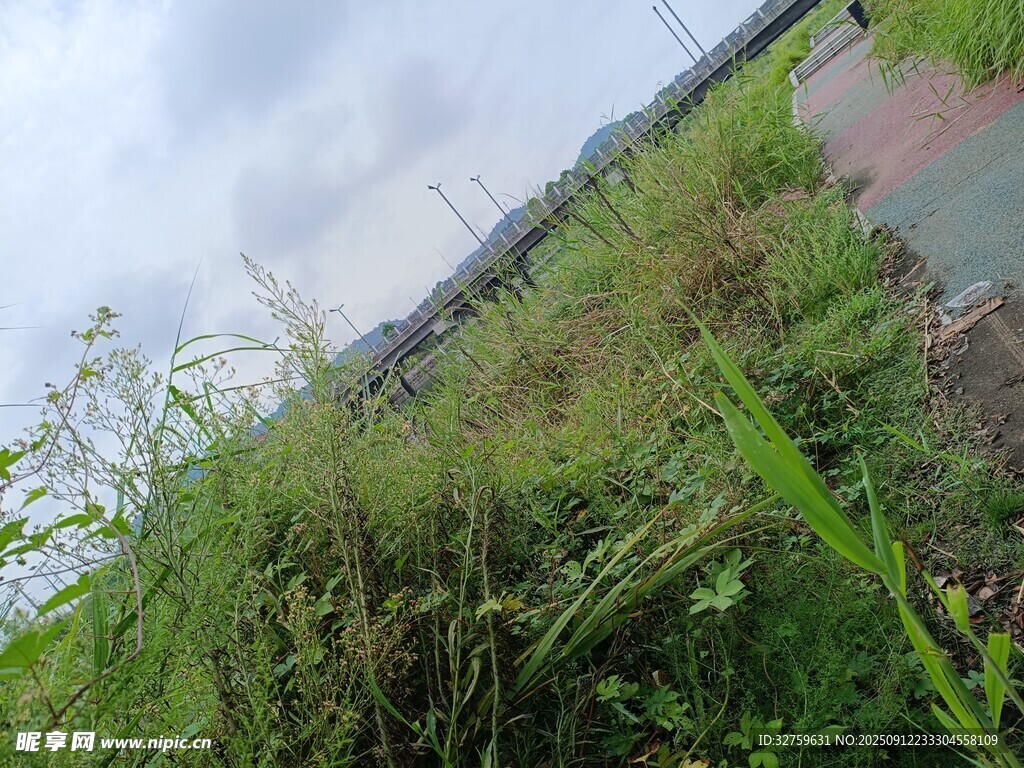 野外繁茂綠植景觀
