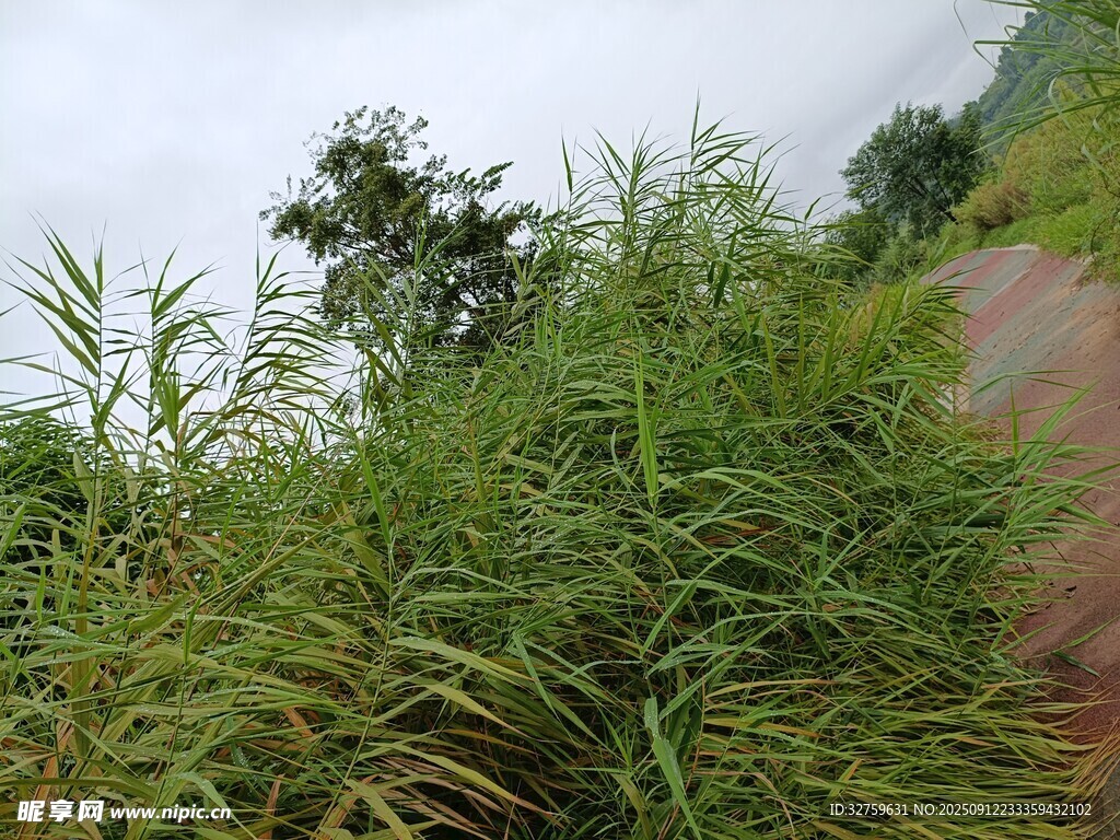 野外繁茂的綠色植物景觀