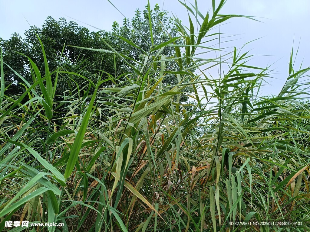 野外茂盛的綠色蘆葦叢