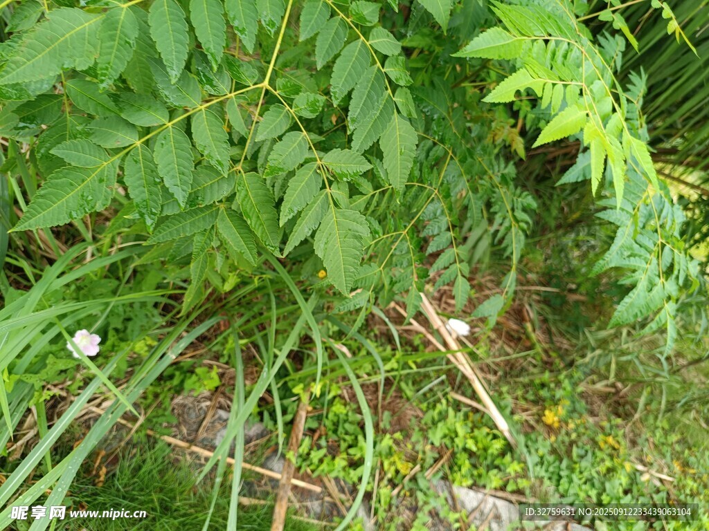 野外叢生的綠色植物