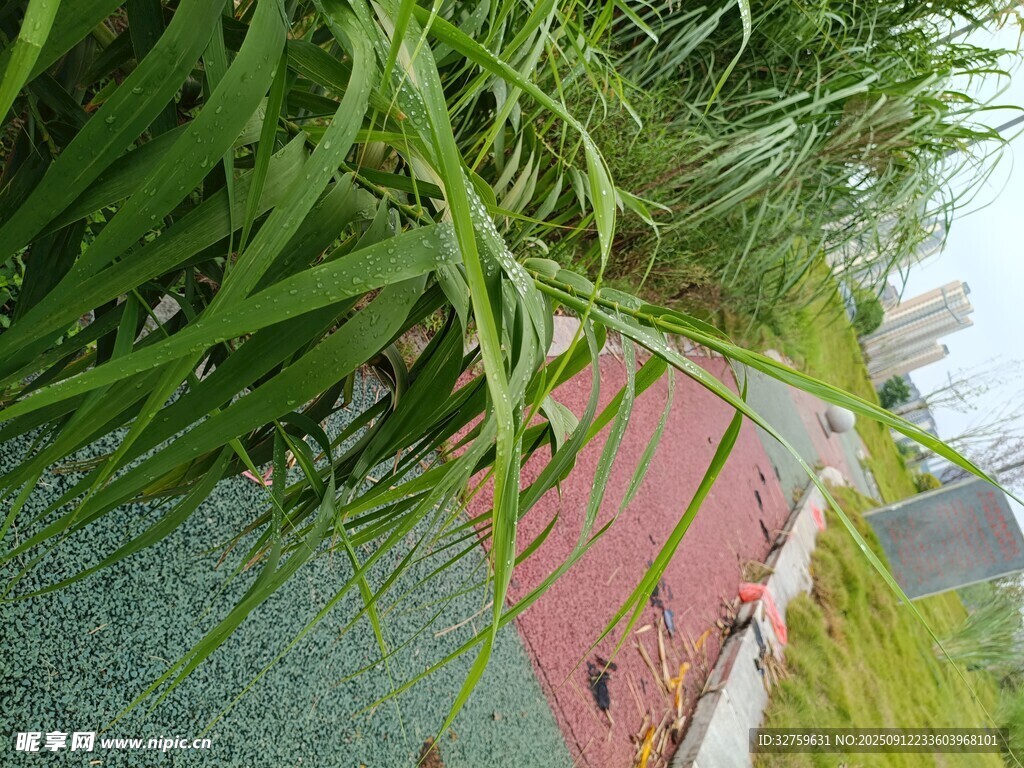 戶外綠植環(huán)繞的彩色步道