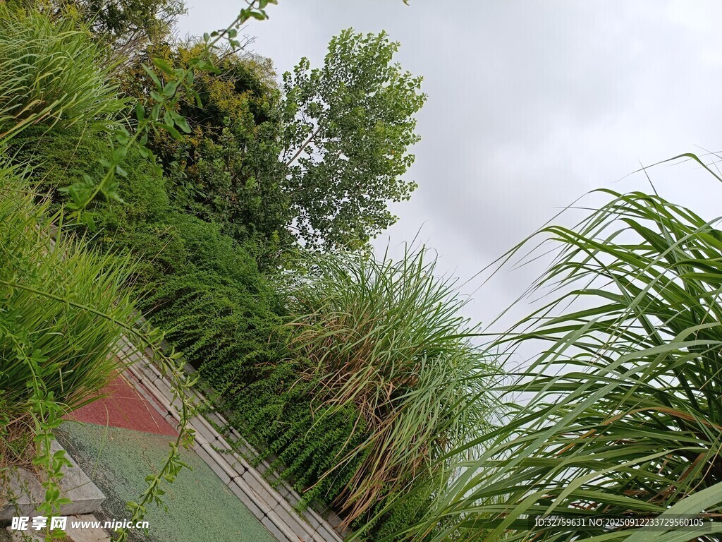 路邊繁茂綠植景觀