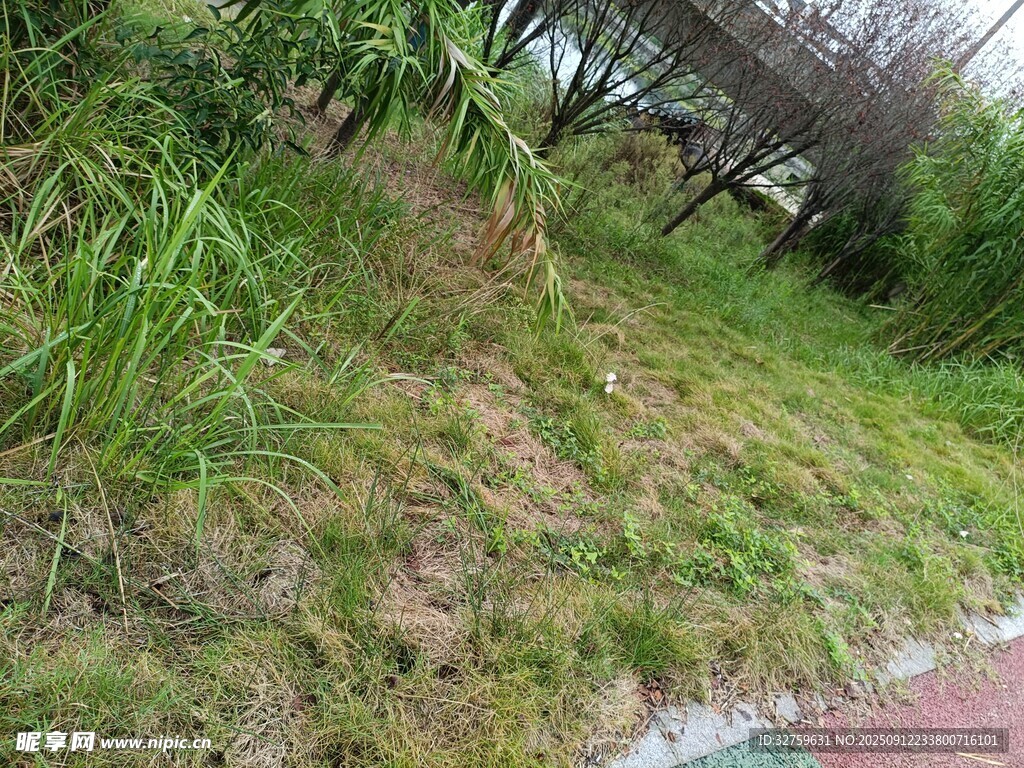 路邊茂盛青草與圍欄景觀