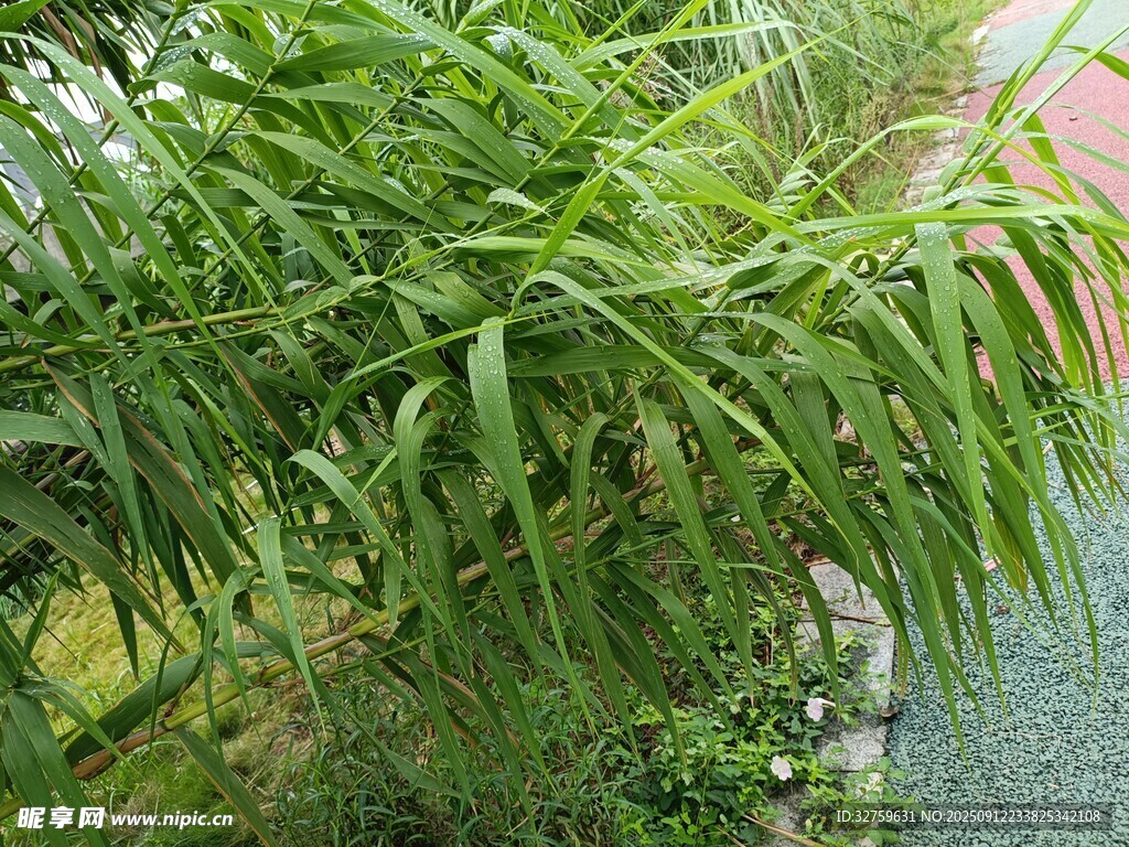 翠綠繁茂的修長葉片植物