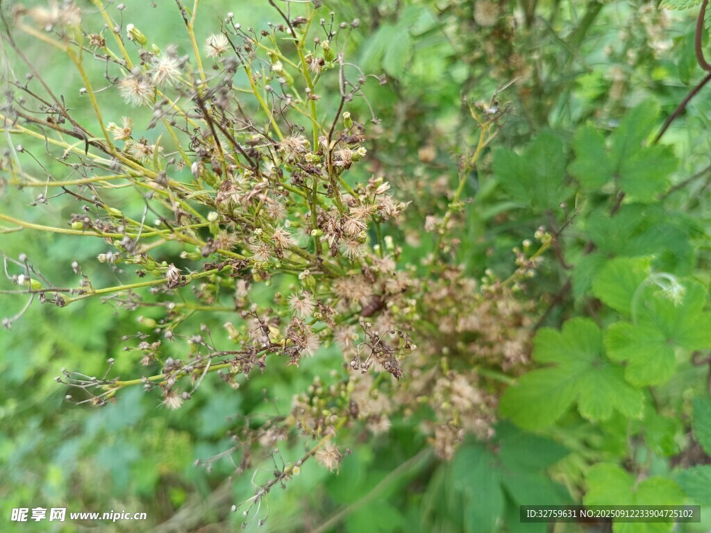 綠葉間的繁茂小花