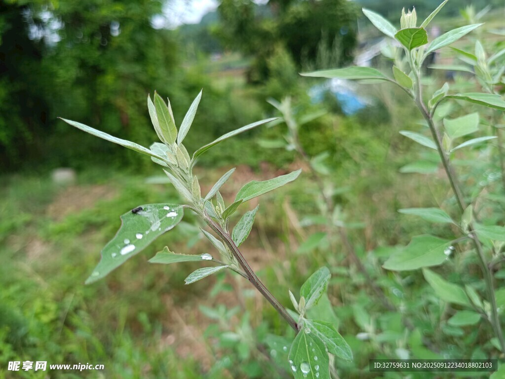 野外帶刺植物特寫