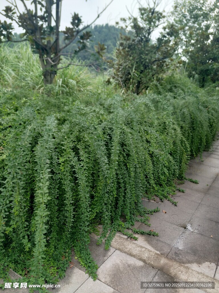 翠綠藤蔓沿小徑蓬勃生長