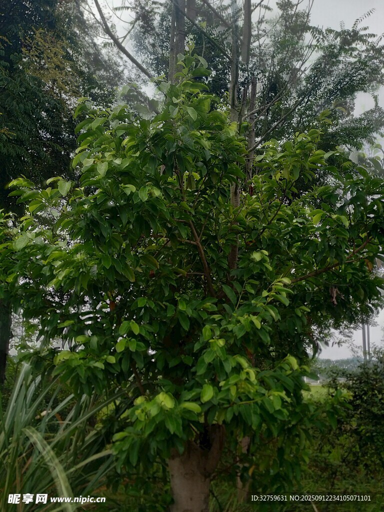 綠葉繁茂的樹木