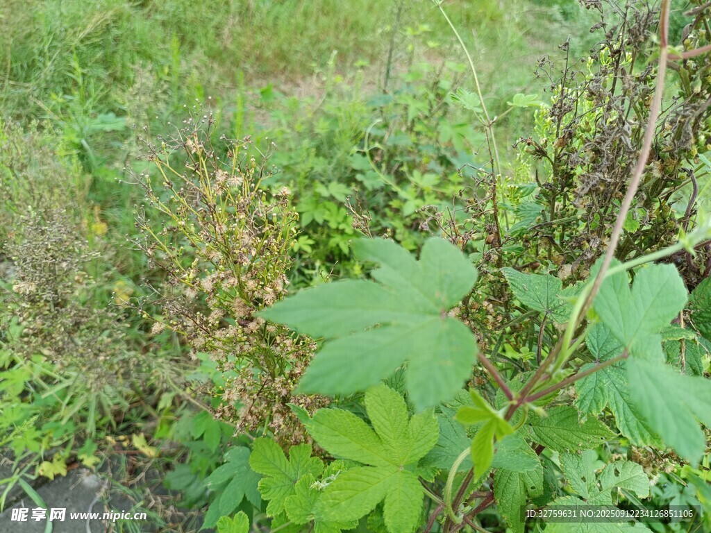 野外繁茂的各類綠色植物
