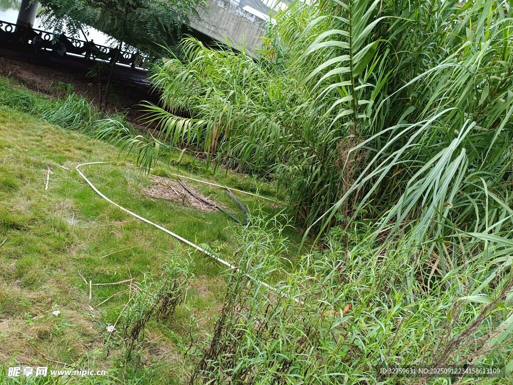 戶外繁茂綠植景觀