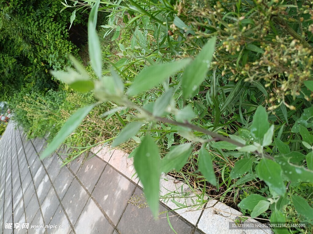 墻邊綠植生機(jī)盎然