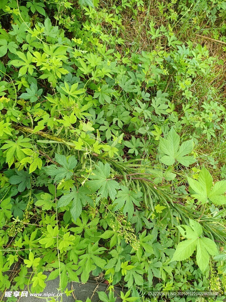 翠綠繁茂的爬藤植物