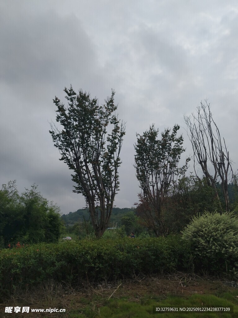 陰天田野中的樹(shù)木景觀