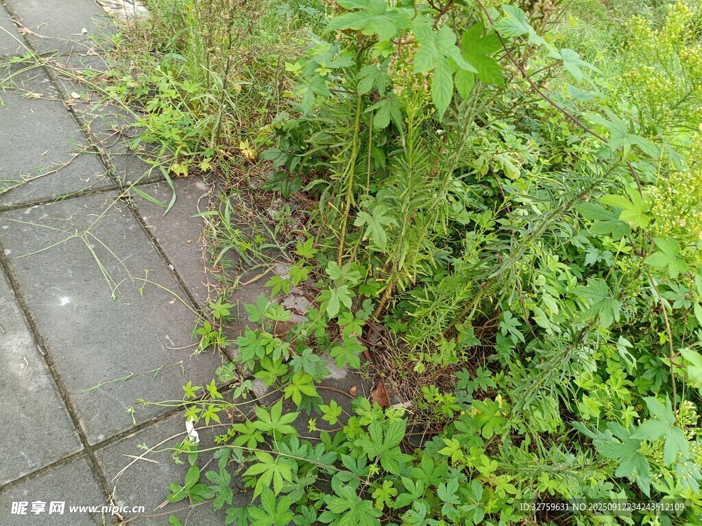 石板路旁的繁茂綠植