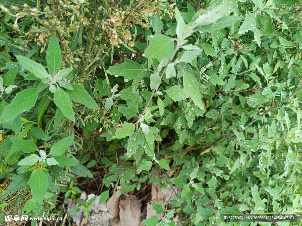 野外繁茂的綠色植物