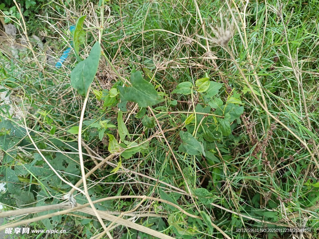 野外叢生的綠色植物