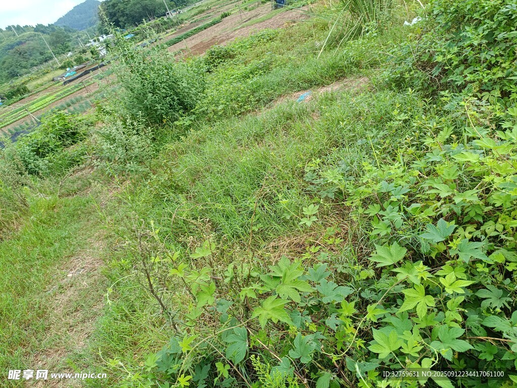 綠意盎然的鄉(xiāng)村田園小徑