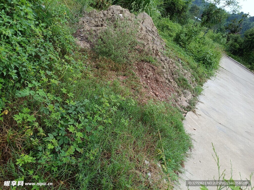 路邊植被與土堆景觀