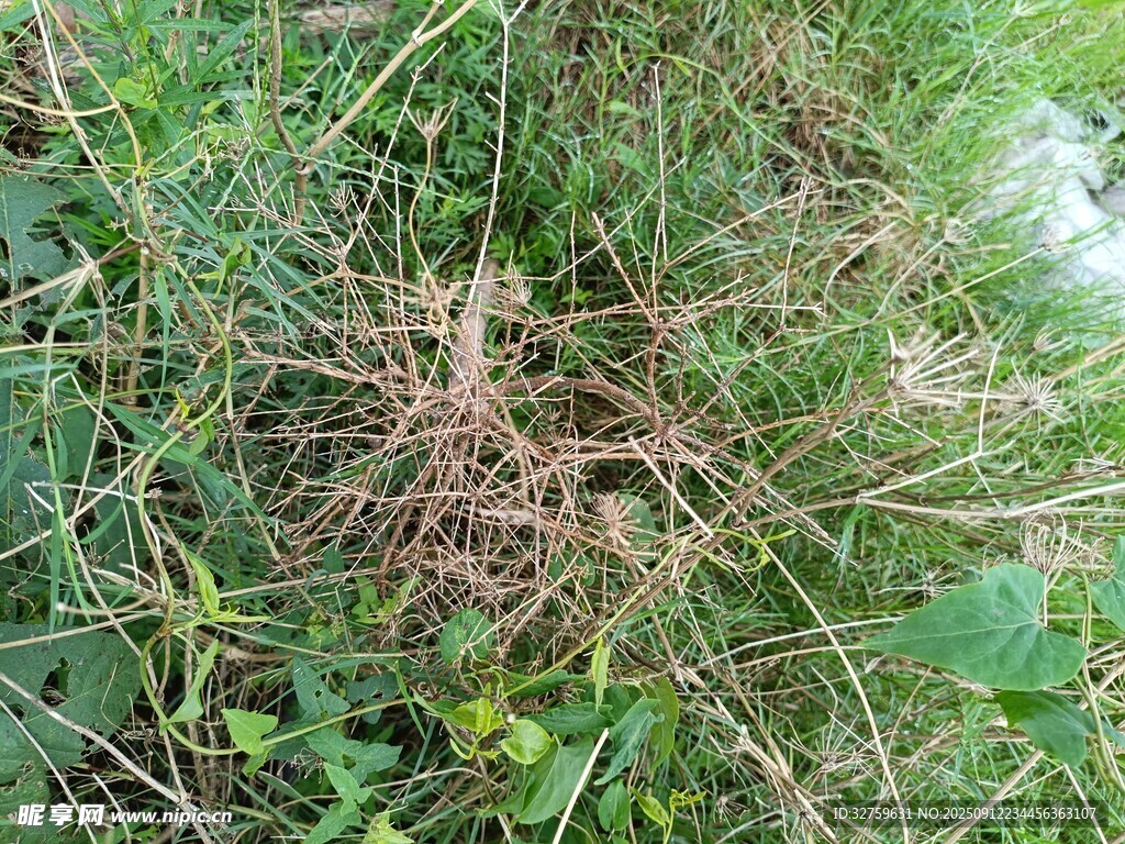 野外叢生雜草景象