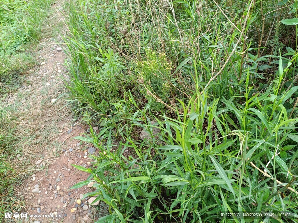 野外小徑旁的繁茂綠植