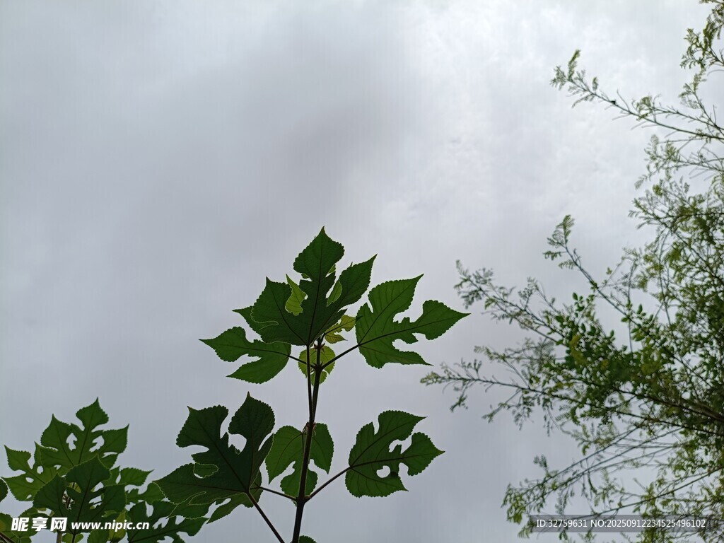 綠葉映灰天 