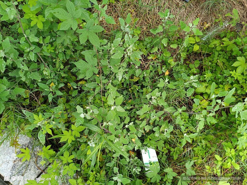 戶(hù)外繁茂綠植景象