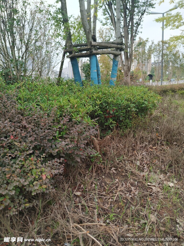 戶外樹林中的游樂設施