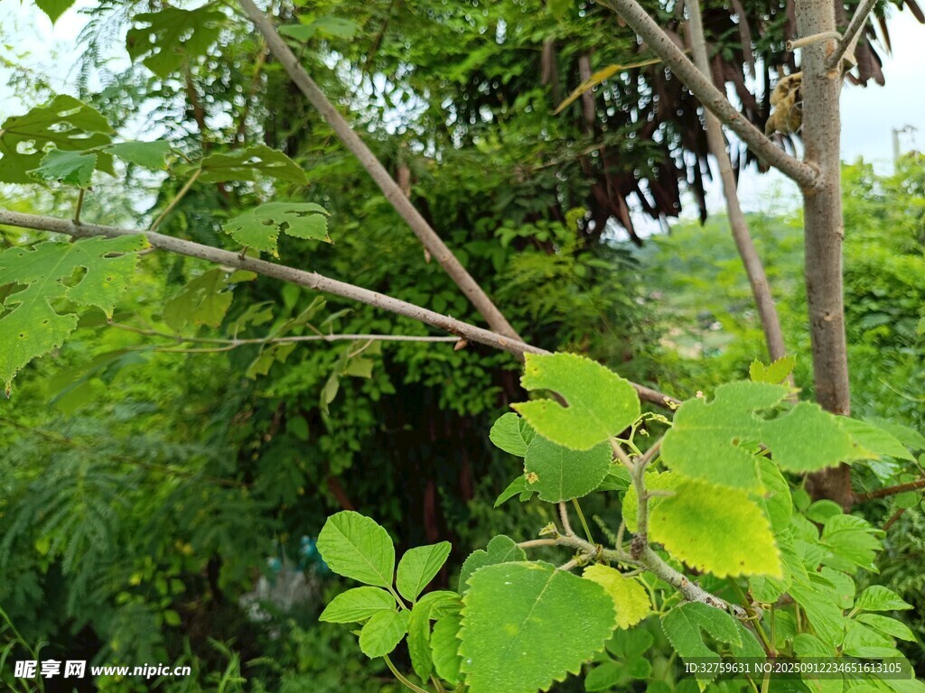 綠意盎然的繁茂樹林