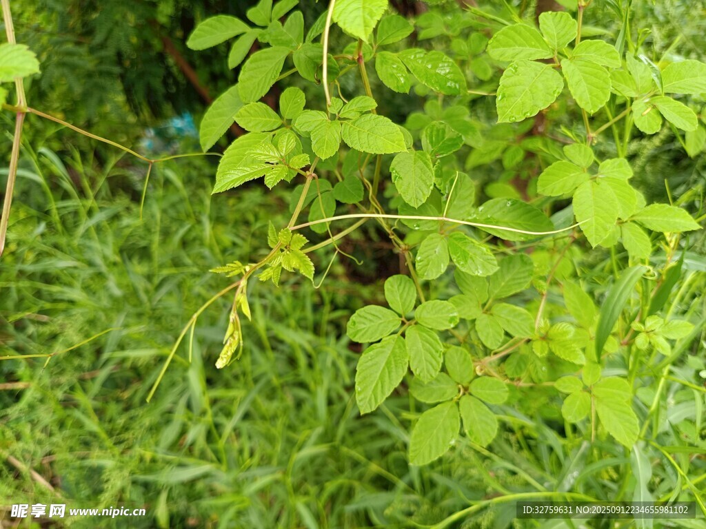 綠意盎然的草叢植物