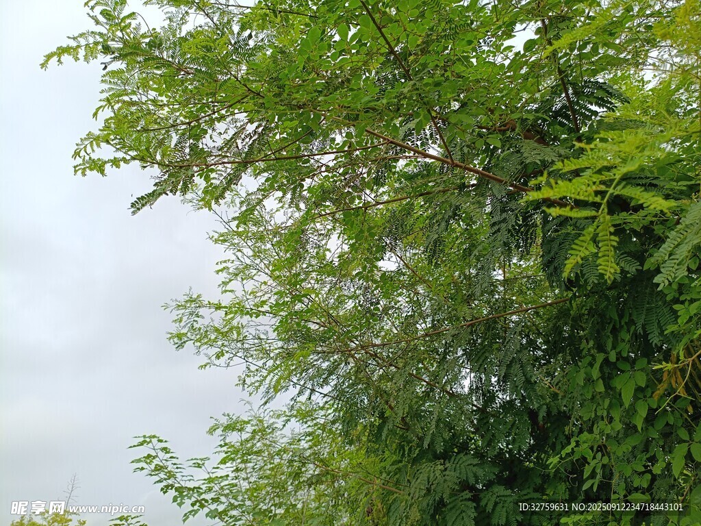 綠葉繁茂的樹木景觀
