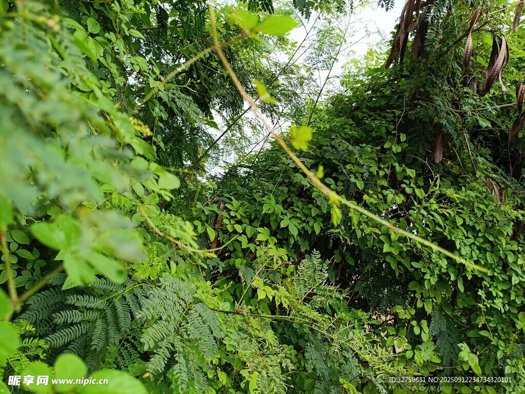 茂密叢林中的綠意景觀