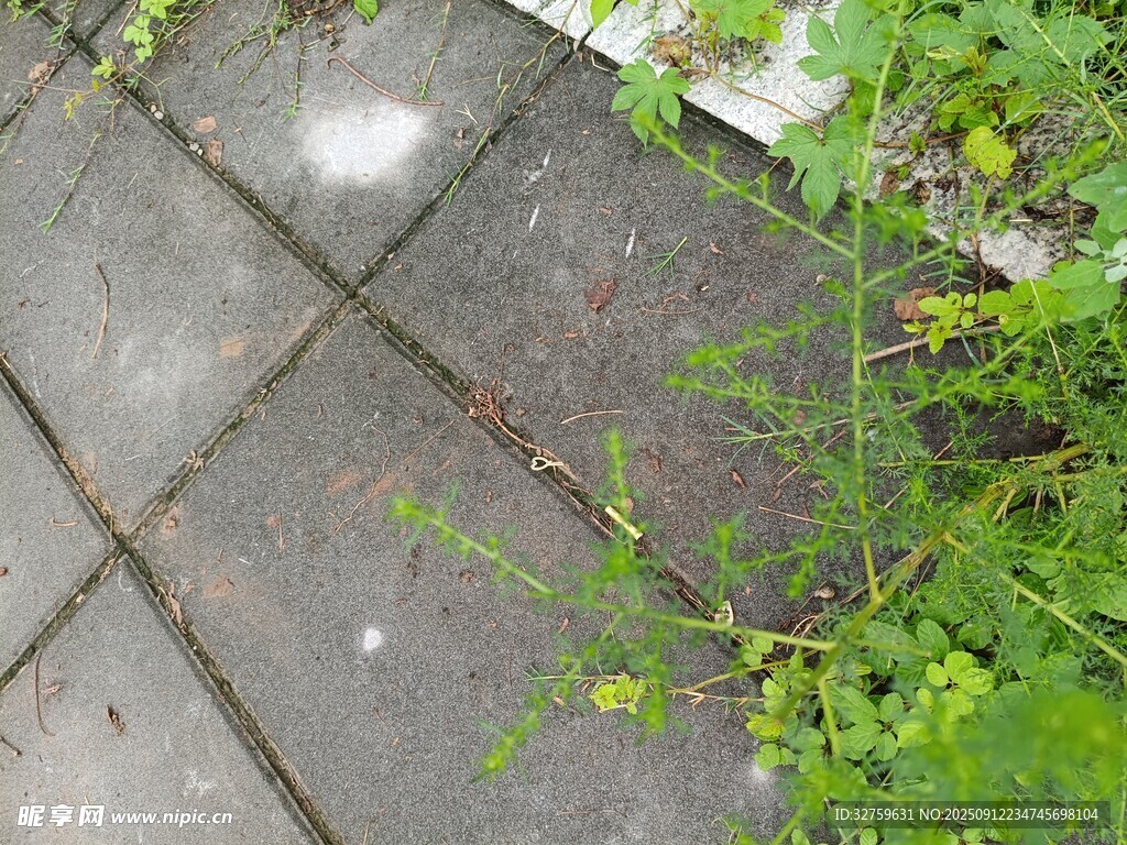石板旁生長(zhǎng)的嫩綠植物