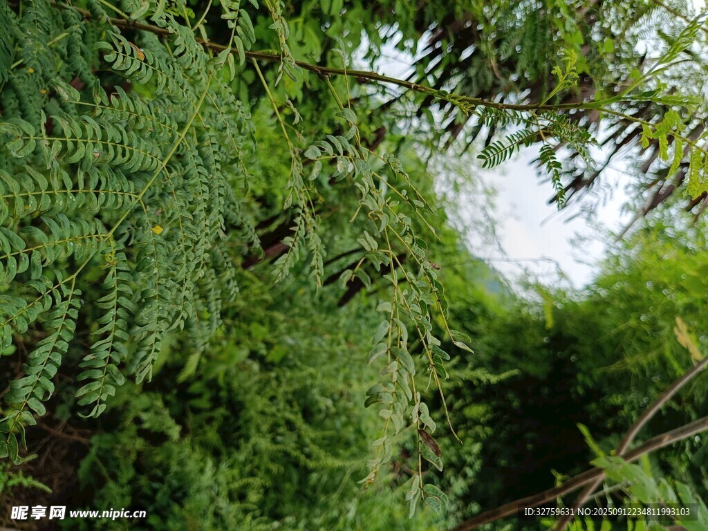 茂密翠綠的蕨類植物景觀