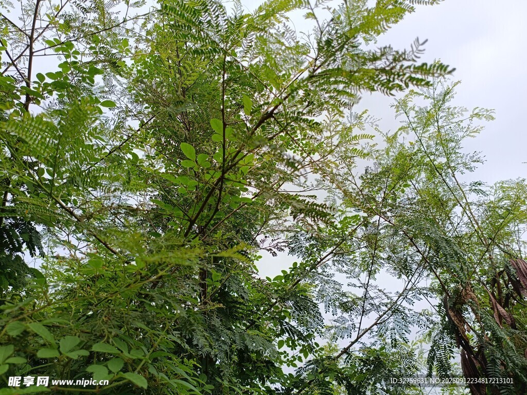 繁茂樹林綠意盎然