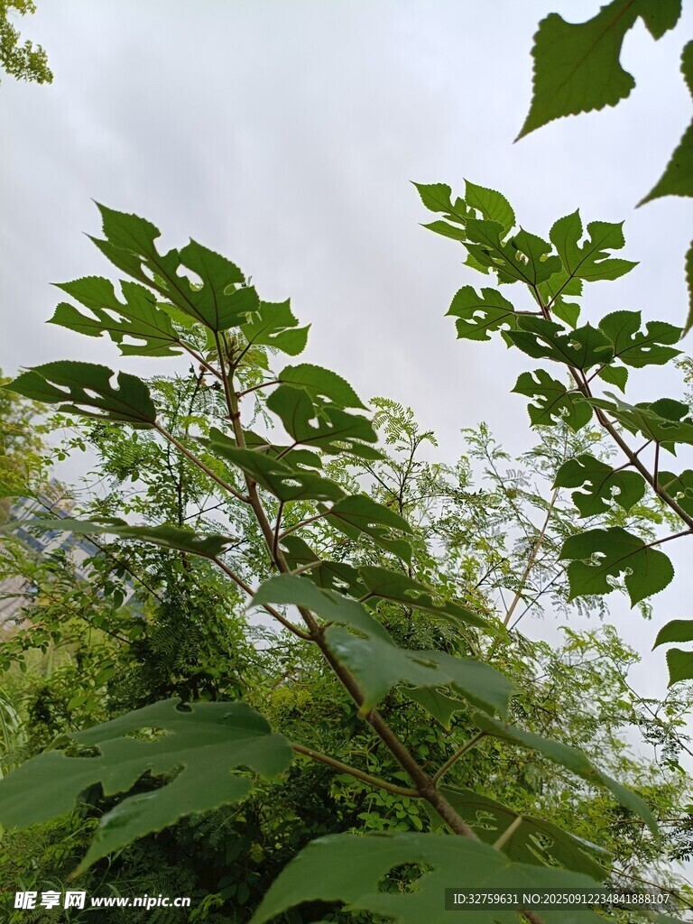 綠葉繁茂的高大植物