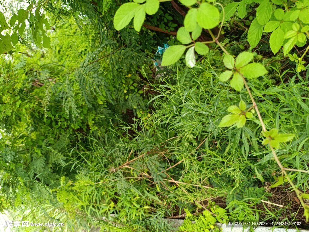 繁茂綠植景觀