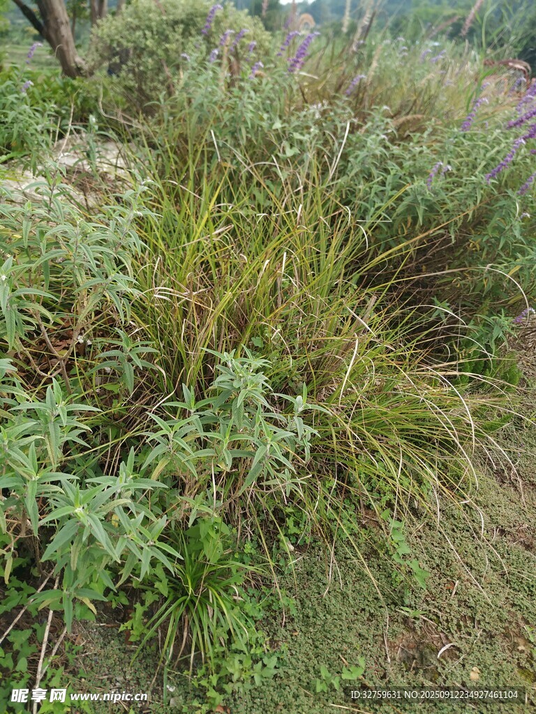 野外繁茂的綠色植物景觀