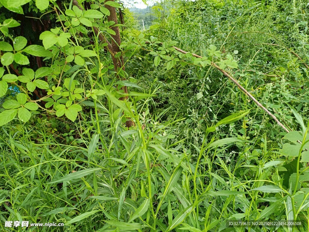 野外繁茂的綠色草叢