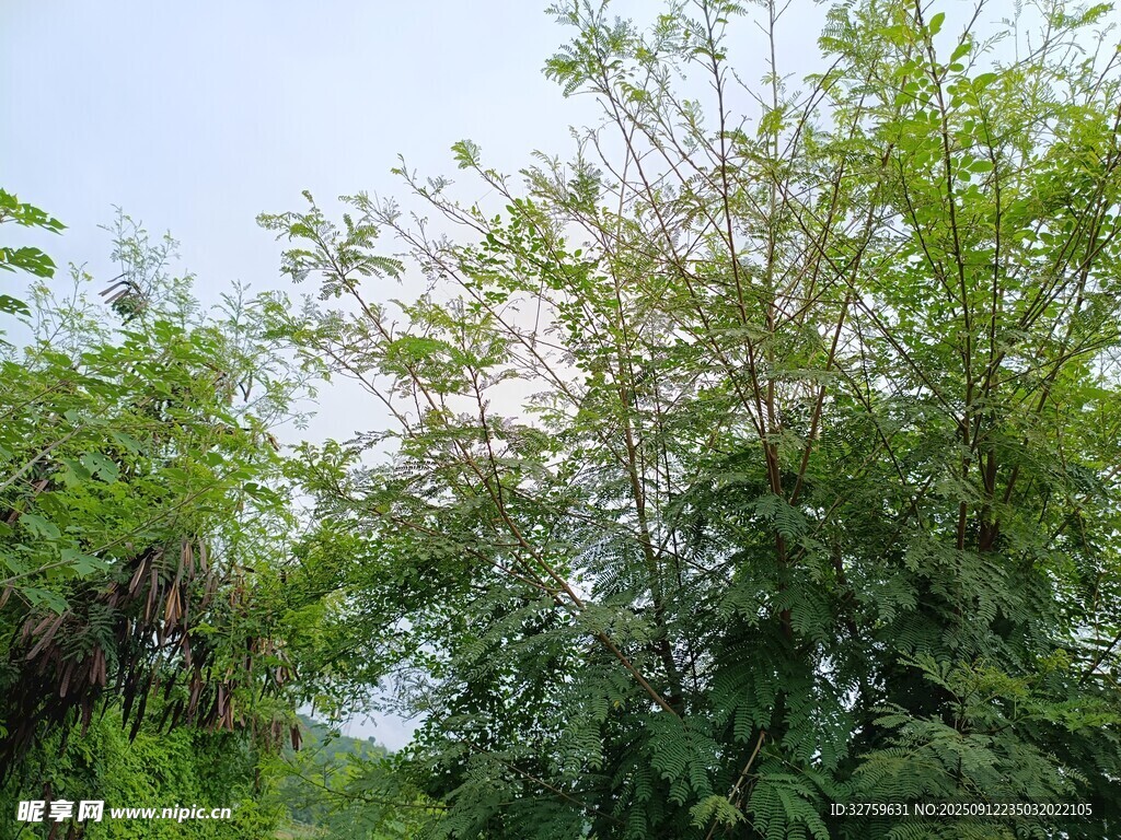 野外繁茂綠植景象