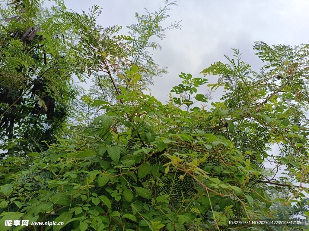 繁茂綠樹與天空相映