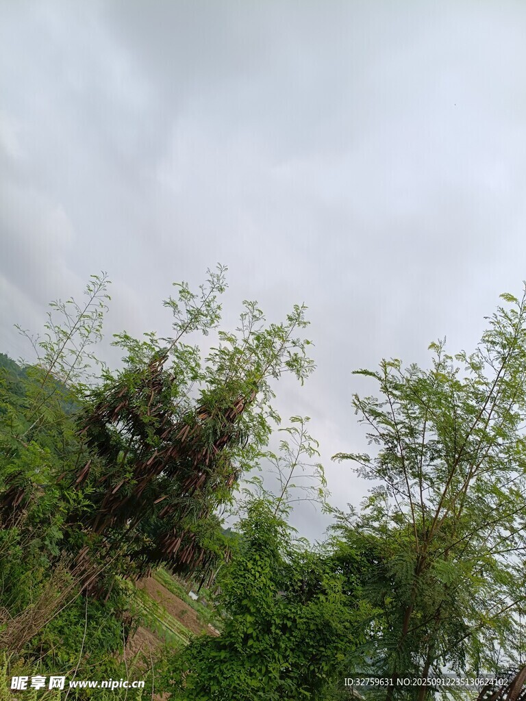 云霧中的蔥郁綠植