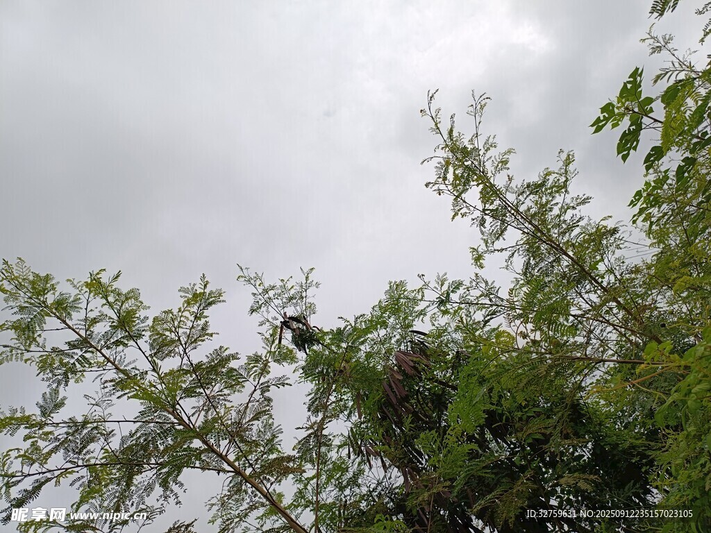 樹(shù)梢之上的天空與枝葉