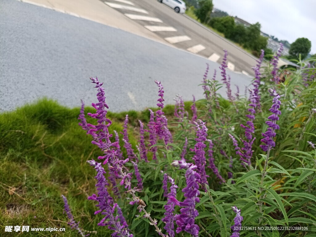 路邊紫色花卉綻放
